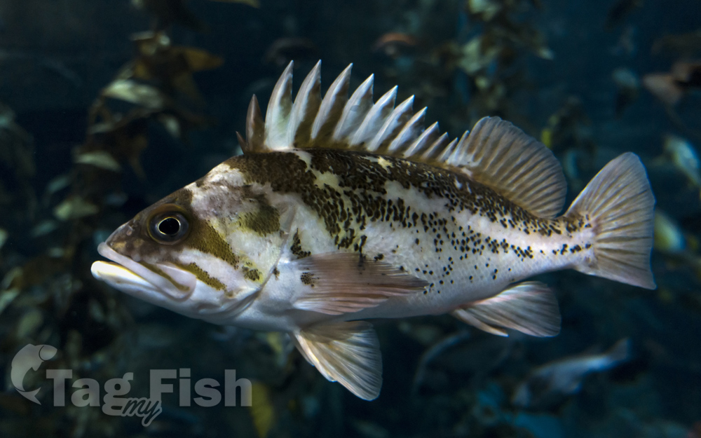 Redbanded Rockfish – RecFIN