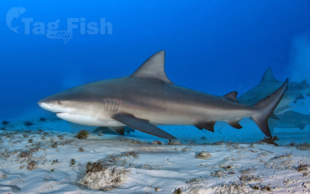 Carcharhinus leucas – Discover Fishes