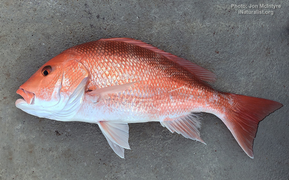 Red Snapper Season Announced For South Atlantic & It's Abysm - Florida  Sportsman