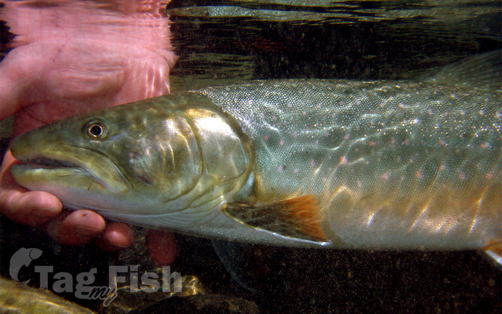 Bull Trout, Salvelinus confluentus